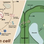 difference between human exosome and plant exosome