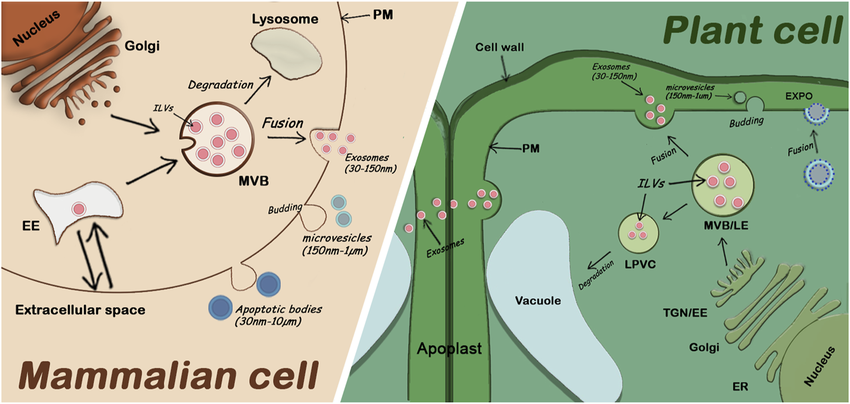difference between human exosome and plant exosome